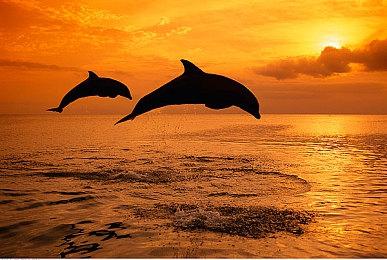 Steam特别好评游戏《永恒天空》新增战斗系统，一起探索末世后的地球